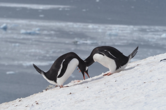 HDS21a24, Day 8, Gentoos-courtshipbow © Meike Sjoer - Oceanwide Expeditions.JPG