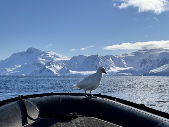 HDS21a24, Day 8, Sheatbill on Zodiac © Meike Sjoer - Oceanwide Expeditions.JPG