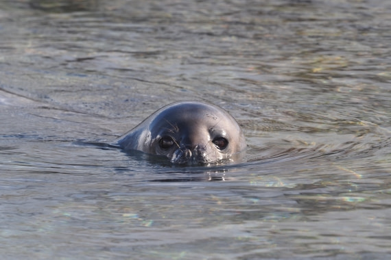 HDS21a24, Day 8, Weddelseal © Meike Sjoer - Oceanwide Expeditions.JPG