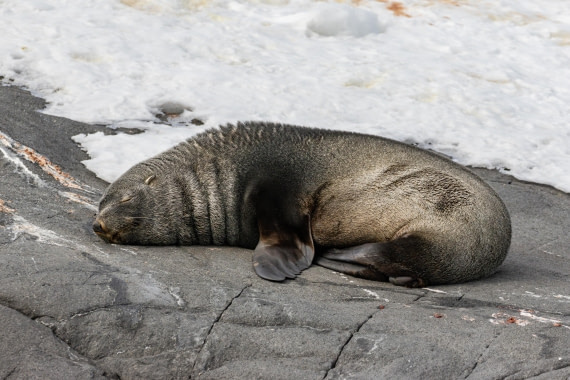 HDS21a24, Day 9, 2B5A3777 © Juan Berenstein - Oceanwide Expeditions.jpg