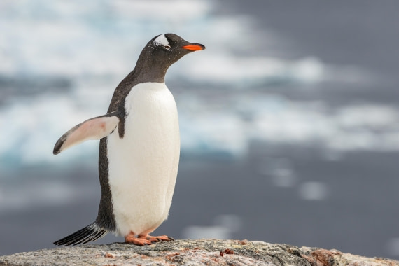 HDS21a24, Day 9, 2B5A3788 © Juan Berenstein - Oceanwide Expeditions.jpg