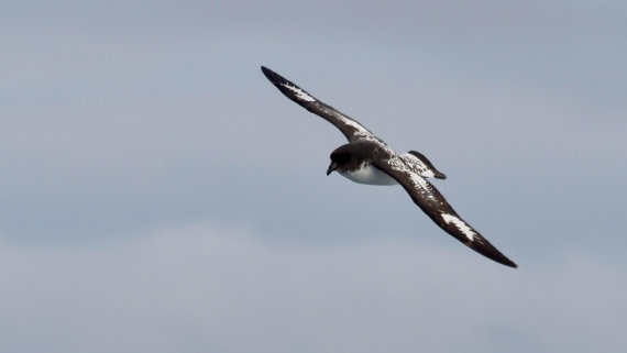 HDS21a24, Day 11, capepetrel © Meike Sjoer - Oceanwide Expeditions.jpeg