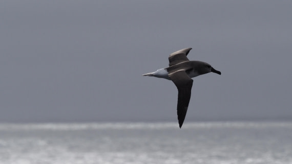 HDS21a24, Day 11, greyheaded © Meike Sjoer - Oceanwide Expeditions.jpeg