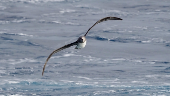 HDS21a24, Day 11, greyheaded © Meike Sjoer - Oceanwide Expeditions.JPG