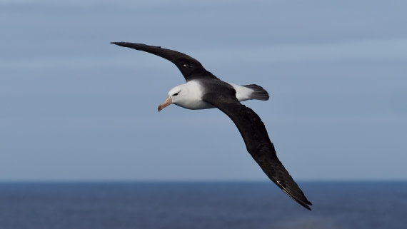 HDS21a24, Day 12, blackbrowed © Meike Sjoer - Oceanwide Expeditions.JPG