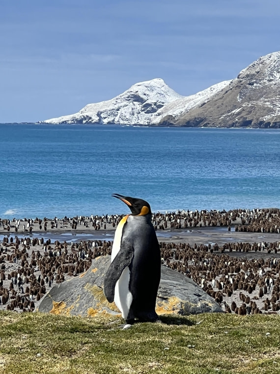 Pinguin rules the world