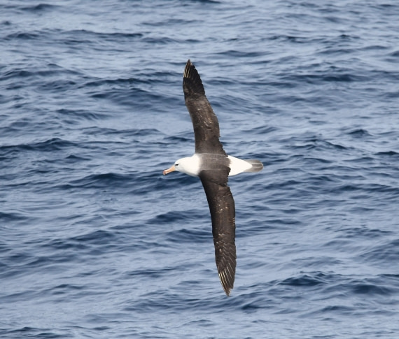 OTL22-24, Day 2, Black browed© Unknown photographer - Oceanwide Expeditions.JPG