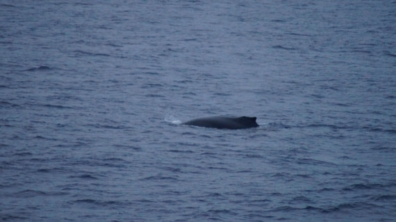 OTL22-24, Day 2, DSC08054© Unknown photographer - Oceanwide Expeditions.JPG