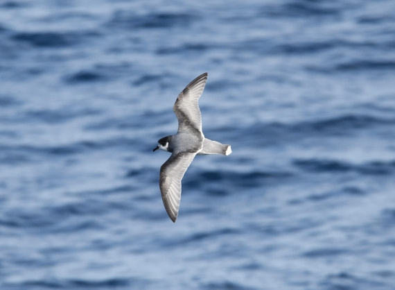 OTL22-24, Day 2, Prion© Unknown photographer - Oceanwide Expeditions.JPG