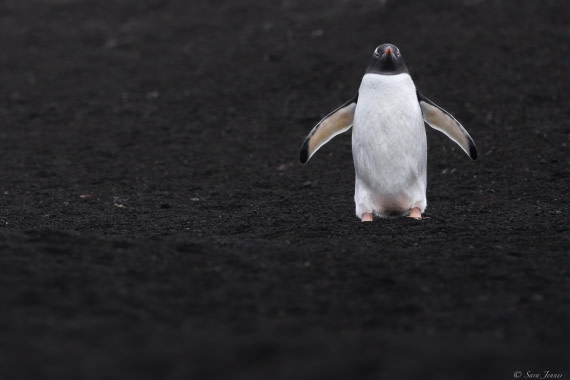 OTL22-24, Day 3, Gentoo_ © Sara Jenner - Oceanwide Expeditions.jpg