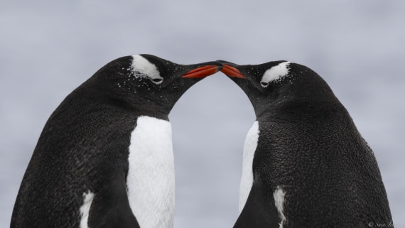 OTL22-24, Day 3, Gentoos 1 © Sara Jenner - Oceanwide Expeditions.jpg