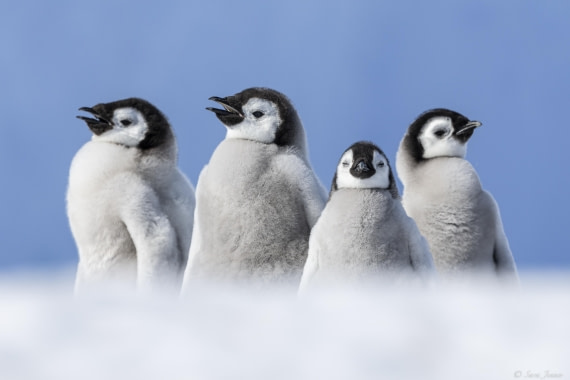 OTL22-24, Day 5, Snow Hill 2 © Sara Jenner - Oceanwide Expeditions.jpg