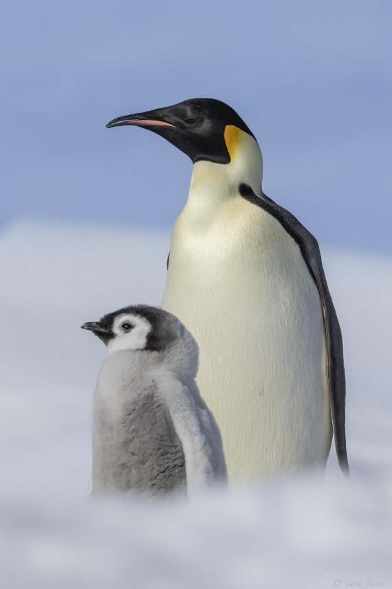 OTL22-24, Day 5, Snow Hill 3 © Sara Jenner - Oceanwide Expeditions.jpg