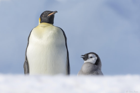 OTL22-24, Day 5, Snow Hill 5 © Sara Jenner - Oceanwide Expeditions.jpg