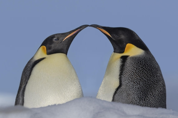 OTL22-24, Day 5, Snow Hill 7 © Sara Jenner - Oceanwide Expeditions.jpg