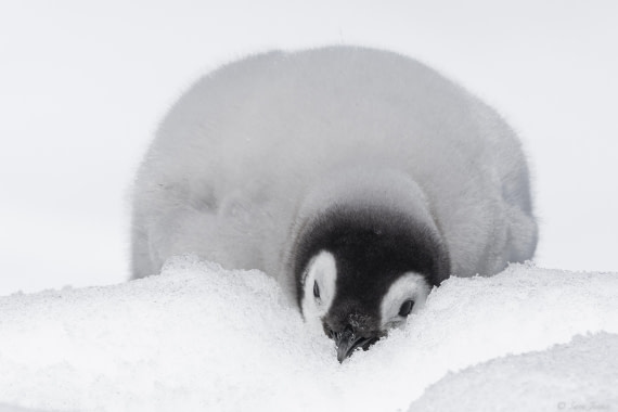 OTL22-24, Day 5, Snow Hill 10 © Sara Jenner - Oceanwide Expeditions.jpg