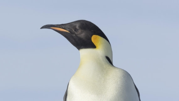 OTL22-24, Day 5, Snow Hill 16 © Unknown photographer - Oceanwide Expeditions.jpg