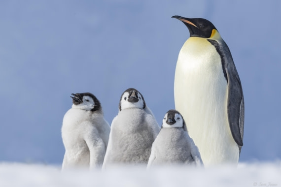 OTL22-24, Day 5, Snow Hill 18 © Sara Jenner - Oceanwide Expeditions.jpg