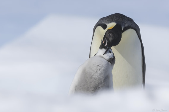 OTL22-24, Day 5, Snow Hill 20 © Sara Jenner - Oceanwide Expeditions.jpg