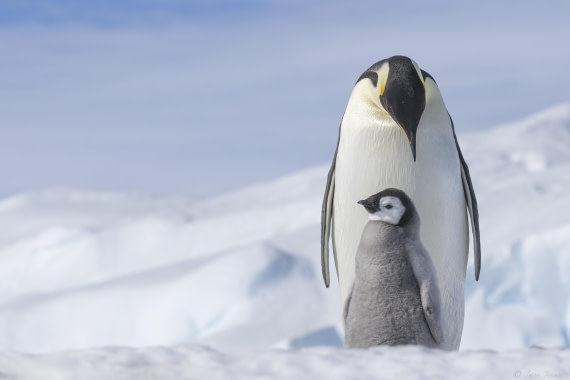 OTL22-24, Day 5, Snow Hill 22 © Sara Jenner - Oceanwide Expeditions.jpg