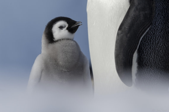 OTL22-24, Day 5, Snow Hill 28 © Sara Jenner - Oceanwide Expeditions.jpg