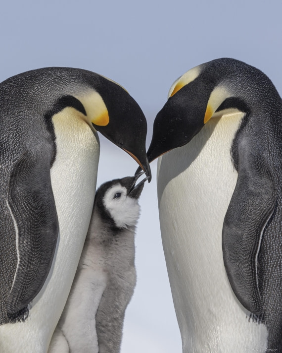 OTL22-24, Day 5, Snow Hill 29 © Sara Jenner - Oceanwide Expeditions.jpg