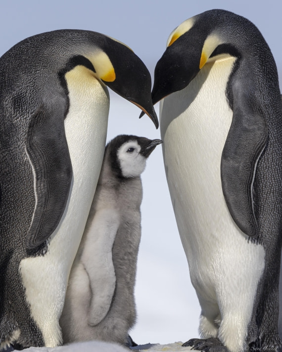 OTL22-24, Day 5, Snow Hill 32 (1) © Sara Jenner - Oceanwide Expeditions.jpg