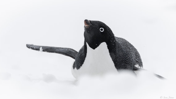 OTL22-24, Day 7, Adelie © Sara Jenner - Oceanwide Expeditions.jpg