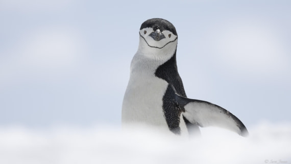 OTL22-24, Day 7, Chinstrap 3 © Sara Jenner - Oceanwide Expeditions.jpg