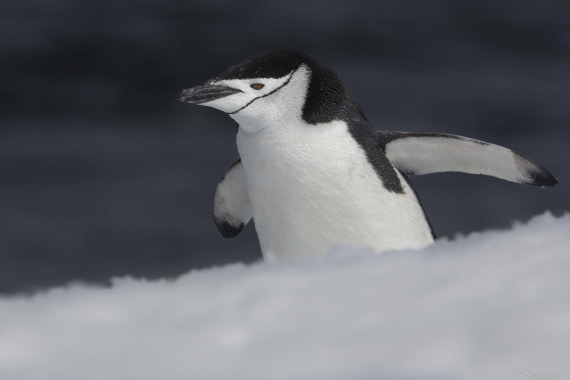 OTL22-24, Day 7, Chinstraps 4 © Sara Jenner - Oceanwide Expeditions.jpg