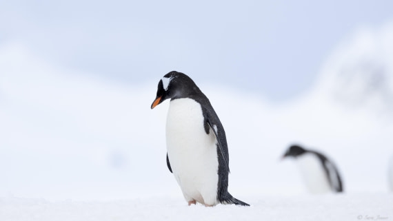 OTL22-24, Day 7, Gentoo 1 © Sara Jenner - Oceanwide Expeditions.jpg