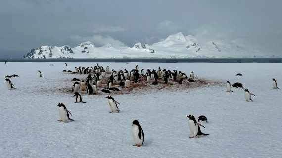 OTL22-24, Day 7, IMG_6260 © Unknown photographer - Oceanwide Expeditions.jpeg