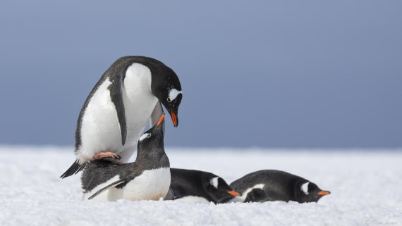 OTL22-24, Day 7, Mating gentoos © Sara Jenner - Oceanwide Expeditions.jpg
