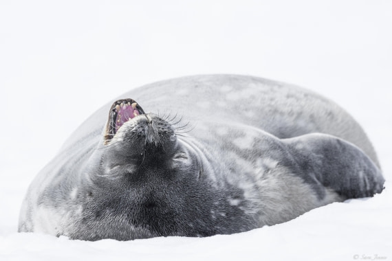 OTL22-24, Day 7, Weddell 4 seal © Sara Jenner - Oceanwide Expeditions.jpg