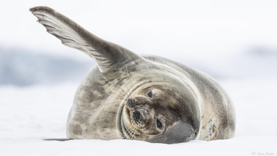 OTL22-24, Day 7, Weddell Seal 1 © Sara Jenner - Oceanwide Expeditions.jpg