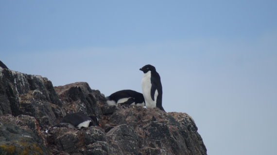 OTL22-24, Day 8, DSC09725© Unknown photographer - Oceanwide Expeditions.JPG