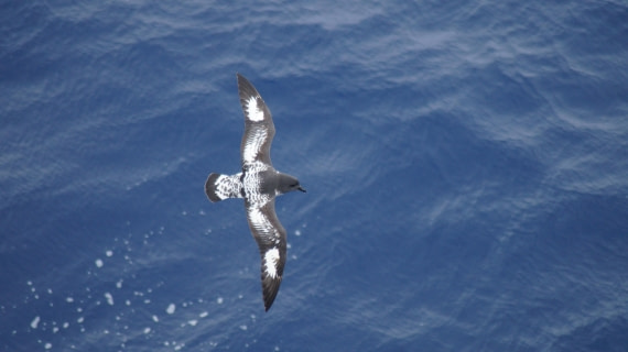 OTL22-24, Day 9, DSC09778© Unknown photographer - Oceanwide Expeditions.JPG