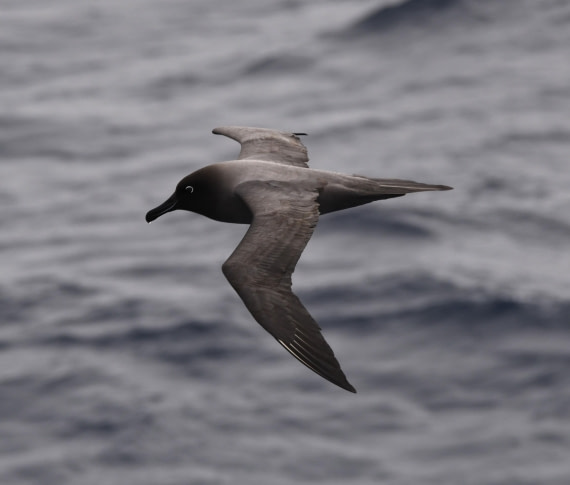 OTL22-24, Day 9, Lightmanteled Albatros © Unknown photographer - Oceanwide Expeditions.JPG