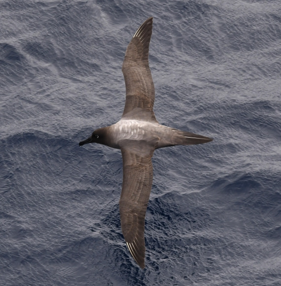 OTL22-24, Day 9, Lightmanteled Albatros2 © Unknown photographer - Oceanwide Expeditions.JPG