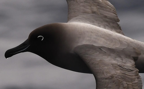 OTL22-24, Day 9, Lightmanteled Albatros3 © Unknown photographer - Oceanwide Expeditions.JPG