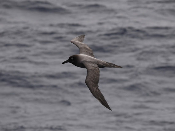 OTL22-24, Day 9, Lightmanteled Albatros4 © Unknown photographer - Oceanwide Expeditions.JPG