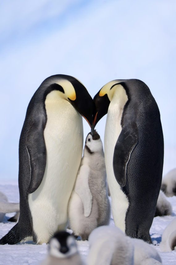 Emperor Penguin Family