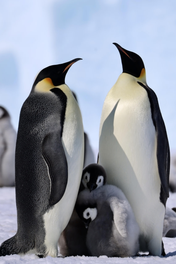 Emperor Penguin Family