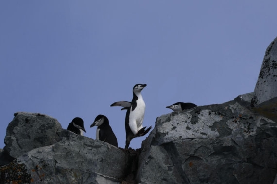 Flying Chinstrap Penguin