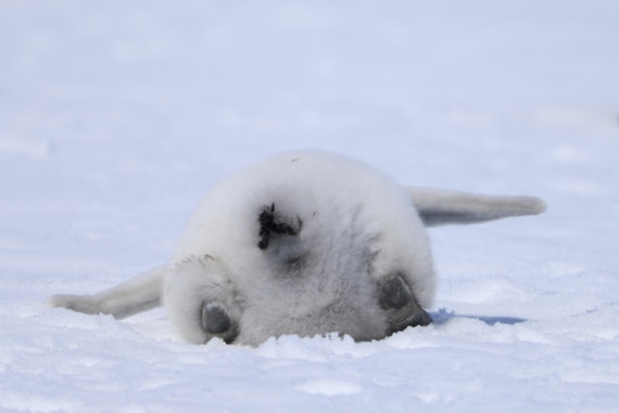 Emperor Penguin Baby