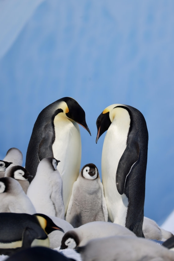 Emperor Penguin Family
