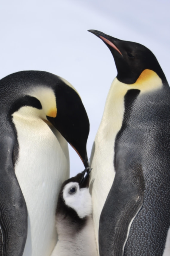 Emperor Penguin Family