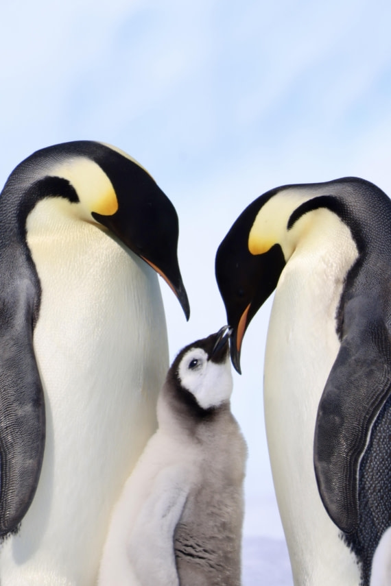 Emperor Penguin Family