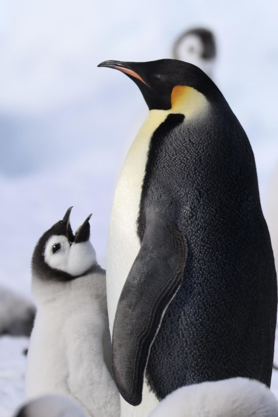 Emperor Penguin Family
