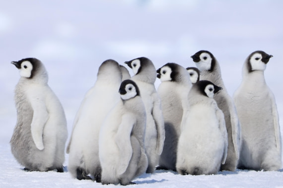 Emperor Penguin Baby